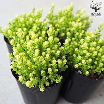 多肉植物　セダム　アクレアウレウム　カット アクレアウレウム 多肉植物 セダム 多肉植物 プクニク 通販